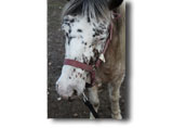 Poney-Club